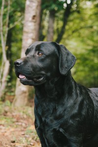 Maddie Black Lab