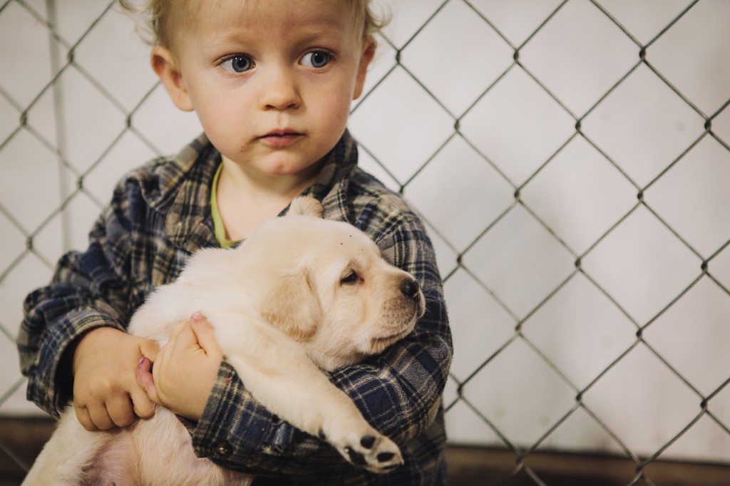 blackgaplabs.com Yellow Lab Puppies