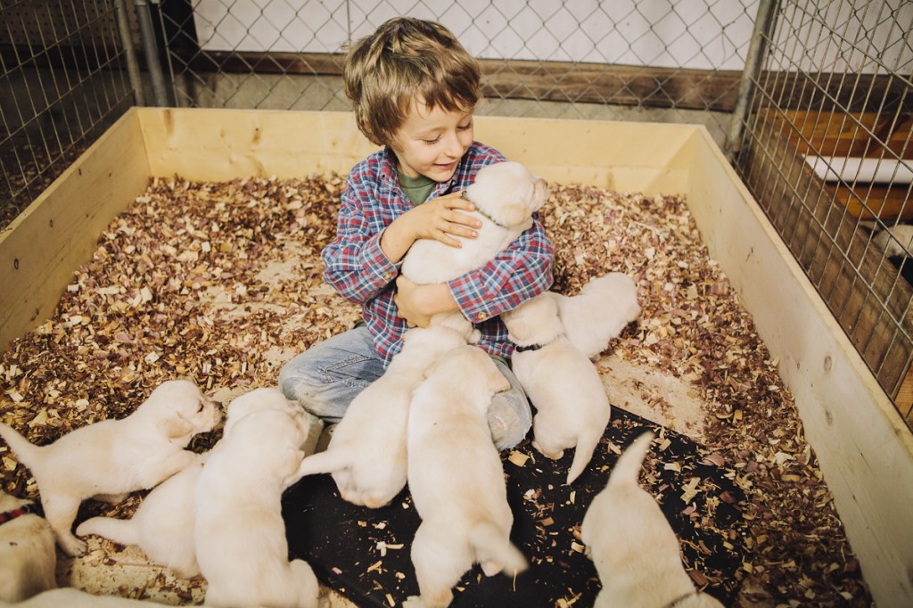 blackgaplabs.com Yellow Lab Puppies