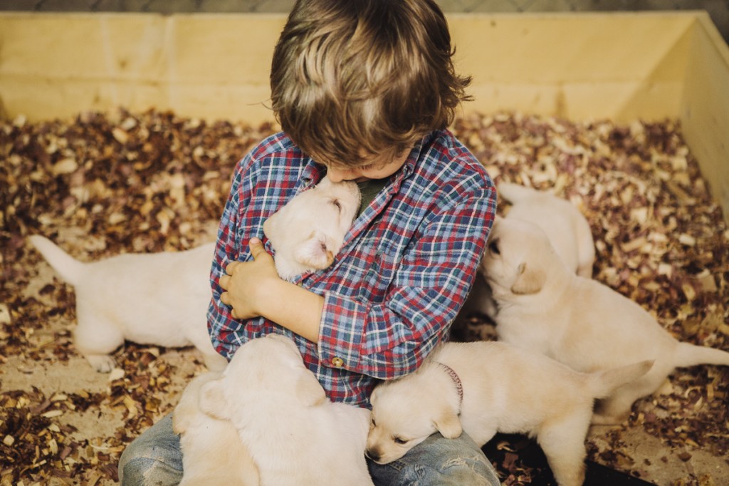 blackgaplabs.com Yellow Lab Puppies