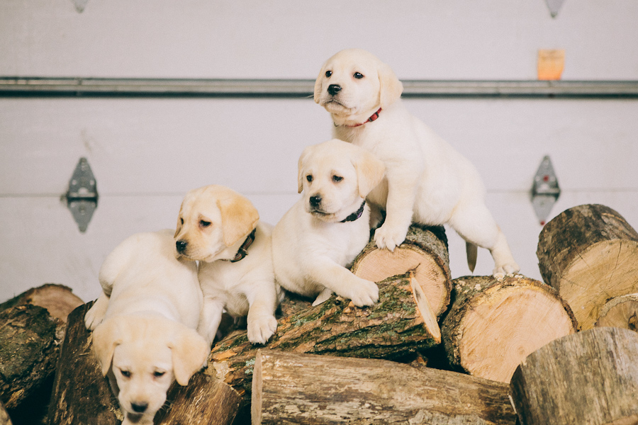 www.blackgaplabs.com Yel Fem Lab Puppies