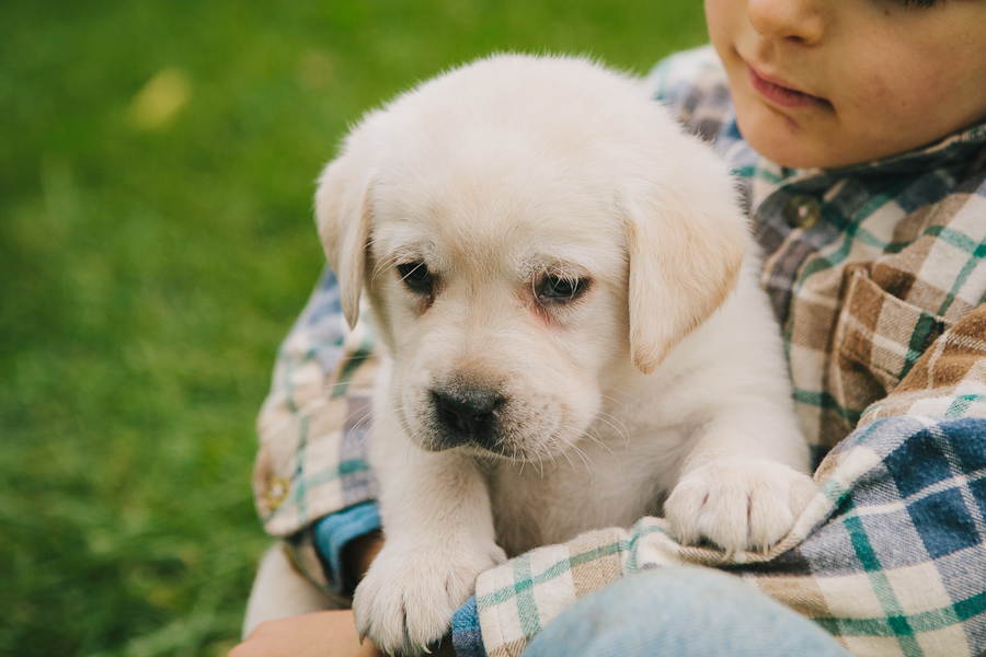 www.blackgaplabs.com Yellow Lab Puppy