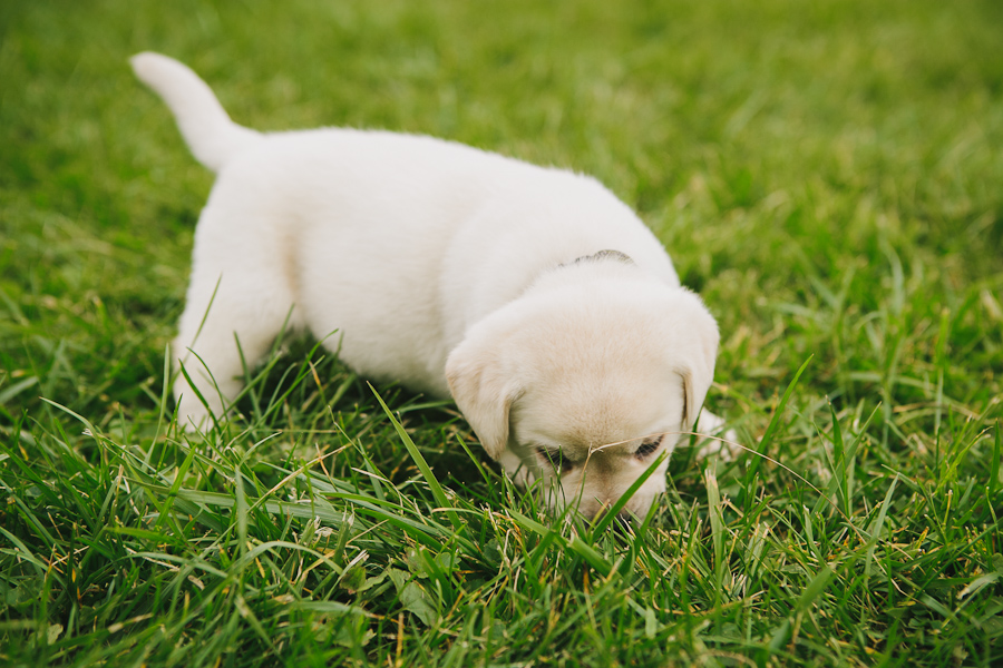 www.blackgaplabs.com Yellow Lab Puppy