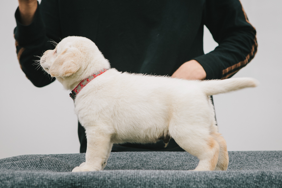 www.blackgaplabs.com Yellow Lab Puppy