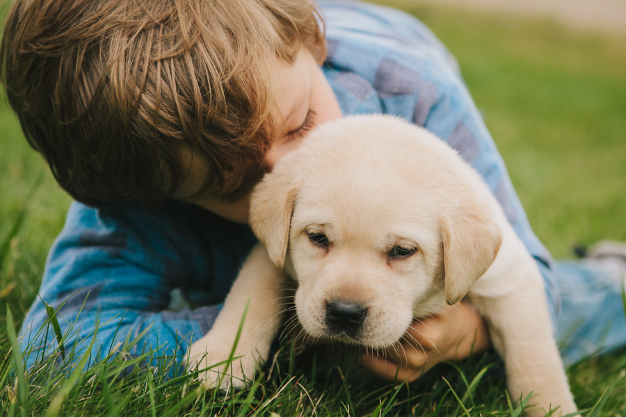 www.blackgaplabs.com Yellow Lab Puppy