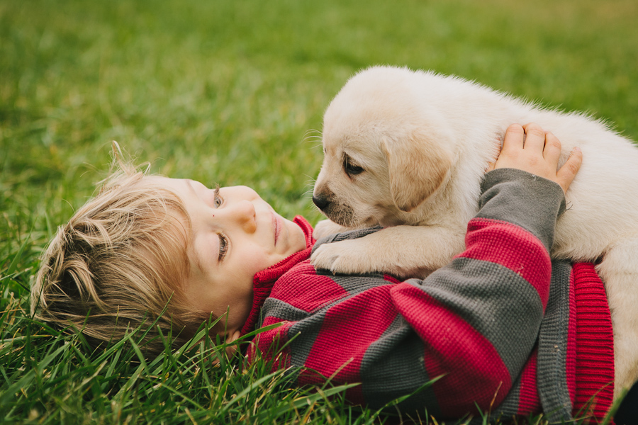 www.blackgaplabs.com Yellow Lab Puppy