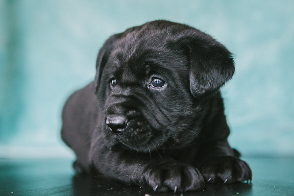 www.blackgaplabs.com Black Male Puppy