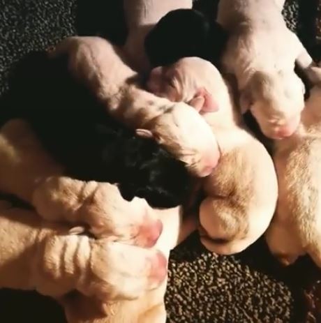 Yel Newborn Labrador Retriever Puppies