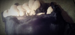 Litter of Lab Puppies from Responsible Breeder