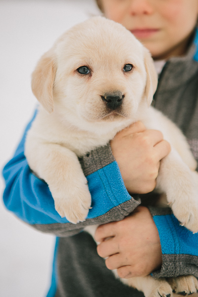 Yel Fem Lab puppy www.blackgaplabs.com