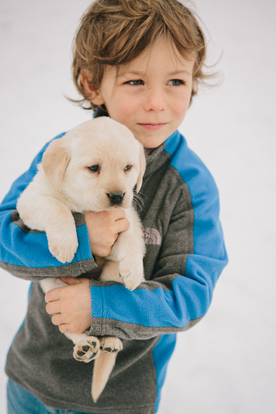 Yel Fem Labrador puppy www.blackgaplabs.com