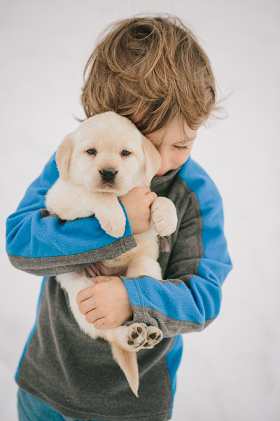 Yellow Female Lab puppy www.blackgaplabs.com