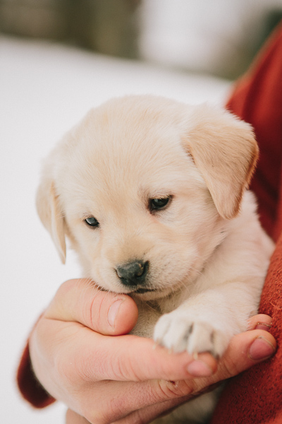 yel lab puppies