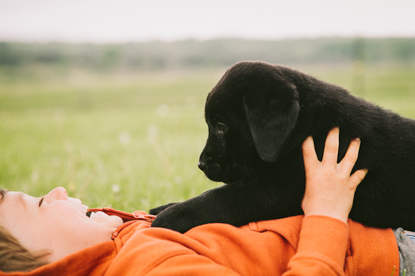 black gap labs puppy on belly