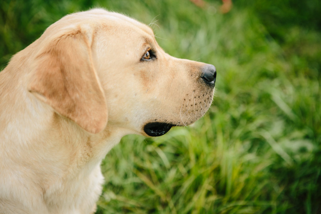 Ivy - Yellow Labrador Retriever