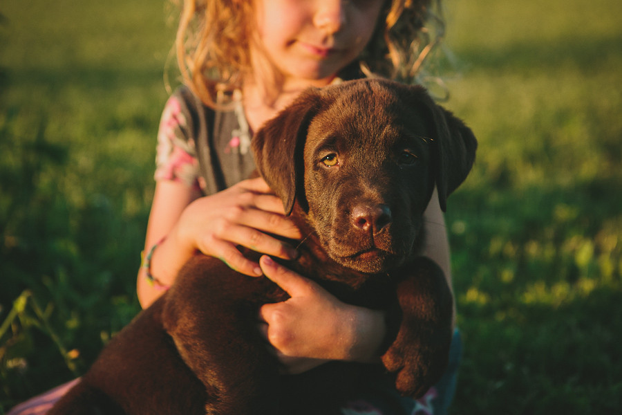 Chocolate Lab Puppy for sale